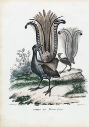 Lyrebird、1863-79